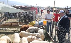 Dulkadiroğlu’nda Kurban Bayramı hazırlıkları tamamlandı