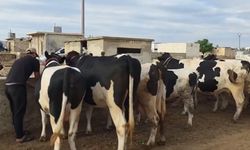 Fiyatını duyanlar şaşkın! Burada kurbanlık düve ve tosunlar 45 bin TL'ye satılıyor