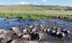 Kayseri’de safariyi andıran görüntüler: Mandalar sazlıkta ilerledi