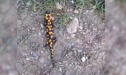 Nesli tükenmekte olan o canlı Göksun'da görüntülendi!