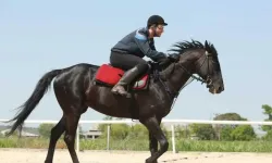 Bold Pilot ne zaman, neden öldü? Şampiyon yarış atı Bold Pilot yeniden gündem oldu