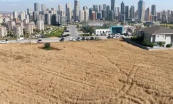 150 milyon TL'ye karşı 39 bin TL: Beton ormanında bir buğday tarlası!