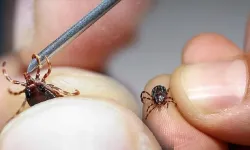 Kahramanmaraş'ta kulağındaki hareketi böcek sandı, gerçek doktor odasında ortaya çıktı!