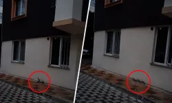 Kahramanmaraş'ta site bahçesinde yılan paniği: Apartman sakinleri büyük korku yaşadı