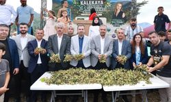 Başkan Hanifi Toptaş duyurdu: Onikişubat'ta fındık hasadı kutlandı