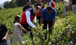 Kahramanmaraş Andırın’da Aronya bereketi: Üreticinin yeni gelir kapısı oldu