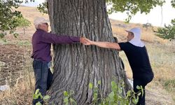 Kahramanmaraş Elbistan'da 300 yıllık dev kavak ağacı görenleri hayrete düşürüyor