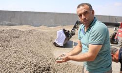 Kahramanmaraş'ta çerezlik ay çekirdeğinde altın sezon