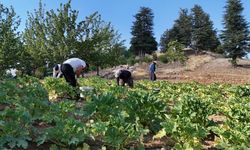 Kahramanmaraş’ta depremzedenin fabrikası yıkıldı, yaralarını tarımla sarıyor