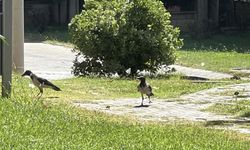 Kahramanmaraş’ta Hürriyet Parkı kargalara yuva oldu