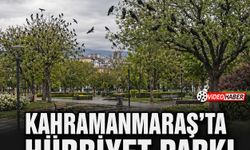 Kahramanmaraş’ta Hürriyet Parkı kargalara yuva oldu