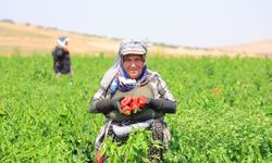 Kahramanmaraş'ta salçalık biber hasadı başladı
