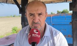 Çiftçinin gözü mısır fiyatında: Beklenti 17-25 TL