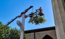 Bektutiye Camii’nde tehlikeli dal kontrollü şekilde budandı