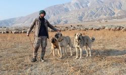Erzincan’da sürülerin kurtlara karşı en büyük güvencesi
