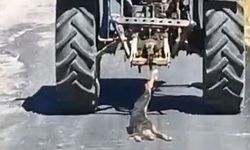 Kahramanmaraş'ta akılalmaz eziyet: Traktör arkasına bağladığı köpeği sürükledi!