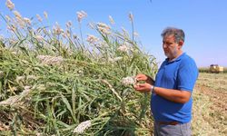Kahramanmaraş’ta “beyaz altın” hasadı başladı