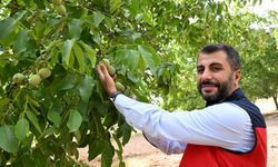 Kahramanmaraş’ta ceviz hasadı başladı