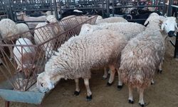 Kahramanmaraş’ta şap alarmı: Hayvan borsası kilitlendi!