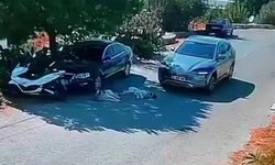 Vicdansızlığın bu kadarı: Uyuya kalan köpekleri ezip geçti, arkasına bile bakmadı!