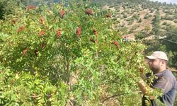 Kahramanmaraş Andırın’da sumak hasadı başladı