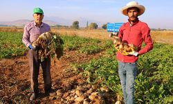 Kahramanmaraş’ta şeker pancarı hasadı başladı