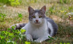 Rus tüccarlar Erzurum'dan 10 bin addet kedi istemiş! Nedeni şaşırttı! 103 yıllık gazeteden çıktı