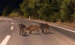 Kahramanmaraş'ta gece saatlerinde yola inen yaban domuzu sürüsü sürücüleri şaşırttı