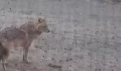 Kahramanmaraş'ta kurt mahalleye indi