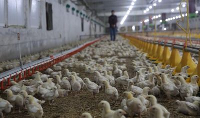 Devlet desteğiyle kurdu, yılda 360 ton üretime ulaştı