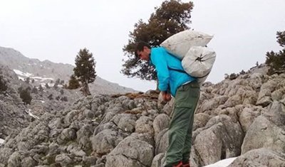 Kahramanmaraş'ta dağların altını! Çiriş otu kilosu 300 TL’ye dayandı