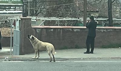 Kahramanmaraş'ta ezanla birlikte uluyan köpek dikkat çekti