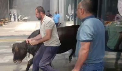 Kaçan kurbanlık dana acil servisi birbirine kattı!