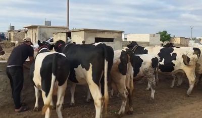 Fiyatını duyanlar şaşkın! Burada kurbanlık düve ve tosunlar 45 bin TL'ye satılıyor