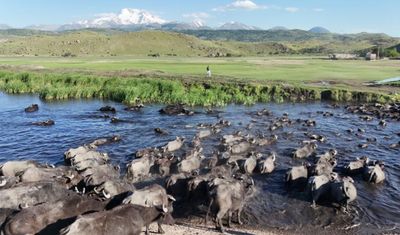 Kayseri’de safariyi andıran görüntüler: Mandalar sazlıkta ilerledi