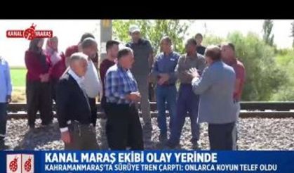 Kahramanmaraş'ta tren sürüye çarptı, çok sayıda küçükbaş hayvan telef oldu