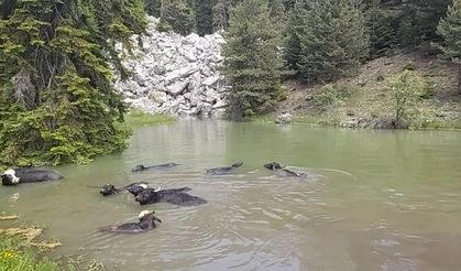 Burası Afrika değil Tosya! Mandaların göle girmesi Afrika belgesellerini hatırlattı