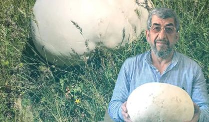 Elazığ'da doğada gezintiye çıkan köylüler buldu! "İlk defa gördük"
