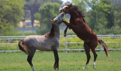 Baba Mevlüt, Sadece Koşmuyor, Kazandırıyor!