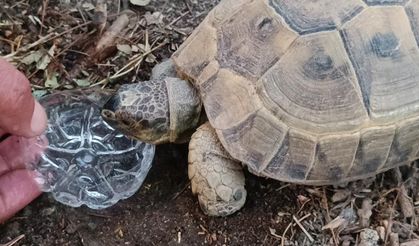 Kaplumbağa için gözyaşı döktü, şişeden su içirdi