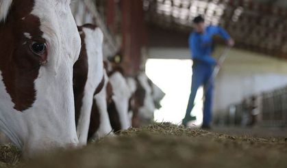 Kahramanmaraş’ta Yerli Hayvan Üreticilerine Müjde!