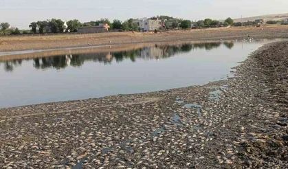 Mardin’de gölet suyu çekildi, binlerce balık telef oldu