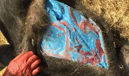 Mavi etli domuzlar türedi! Domuzun içini kesen avcılar irkildi alarm verildi