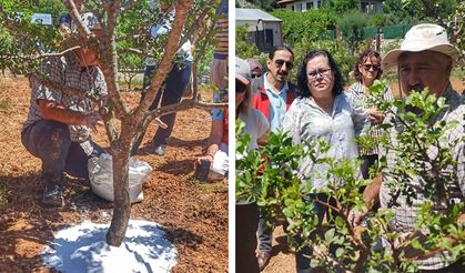 7 yıl önce diktiler! Kilosu 20 bin liradan kapış kapış satılıyor