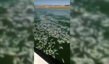 Kahramanmaraş’ta Aksu çayı’nda on binlerce balık telef oldu