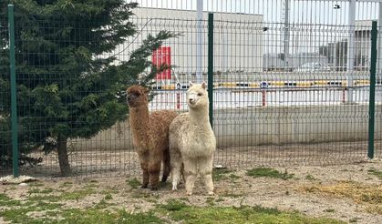 Gümrükte durduruldu: Araçtan Alpaka ve Kuşlar çıktı
