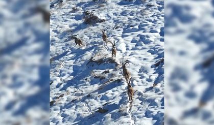 Kahramanmaraş'ta yaban keçileri görüntülendi