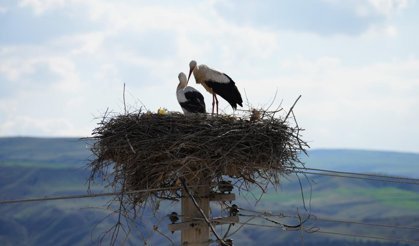Rüzgar ve Nergis yine geldi! 4 yıldır değişmeyen yuva