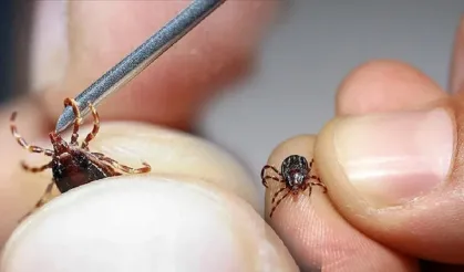 Kahramanmaraş'ta kulağındaki hareketin sırrı doktorda çözüldü!