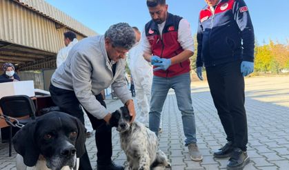 Afşin'de kuduz seferberliği! 230 hayvan aşılandı